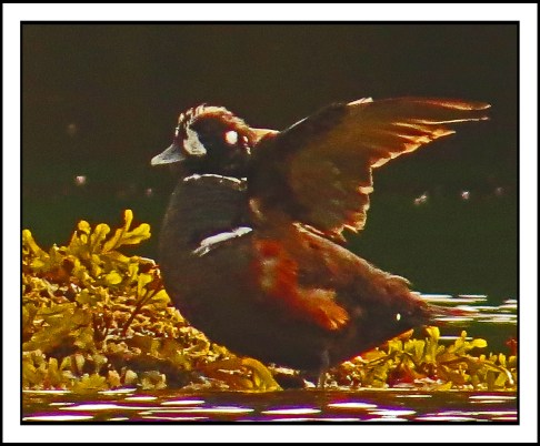 KisameetJuly2016Harlequins-IMG_2160_edited-1