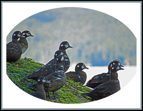 KwakumeJul2017Harlequins-20