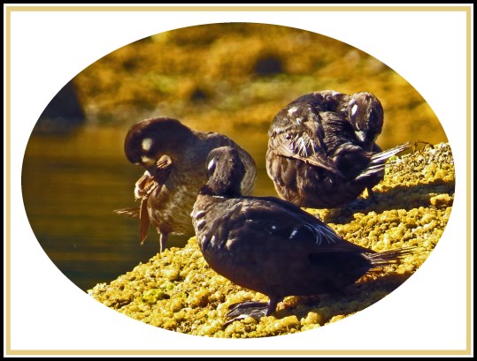 KwakumeJul2017Harlequins-31