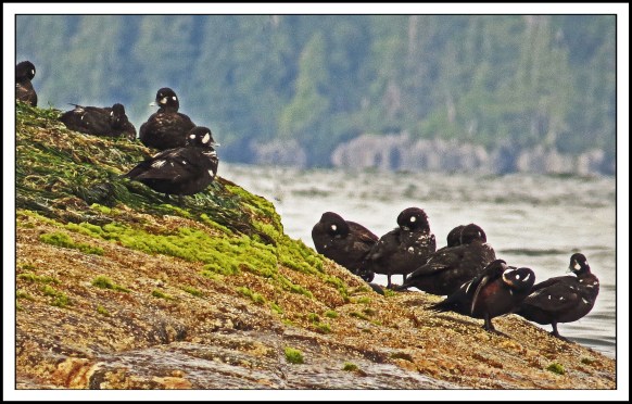 KwakumeJul2017Harlequins-IMG_1256_edited-2