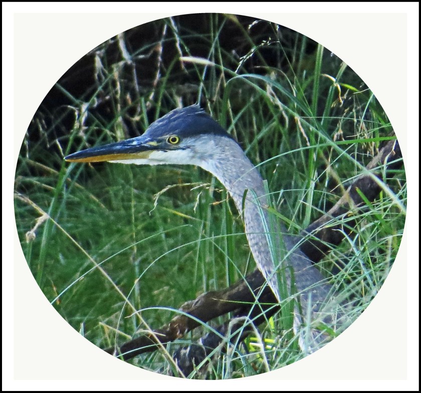 MacDonaldAug2017Heron-1