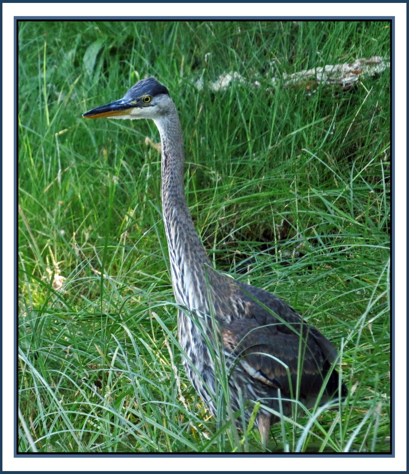 MacDonaldAug2017Heron-IMG_5768_edited-2