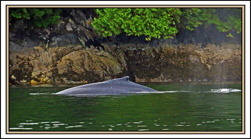 McKayAug2017Whale-IMG_7793_edited-1