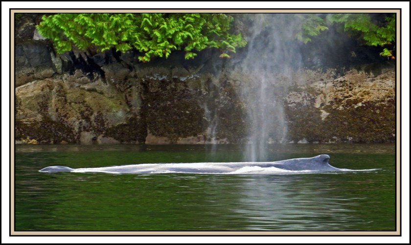 McKayReachAug2017Whale-IMG_7789_edited-1