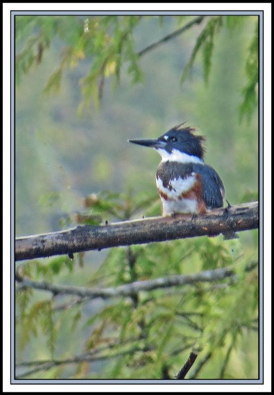 MeyersPassageAug2017Kingfisher-IMG_9692 (1)_edited-1