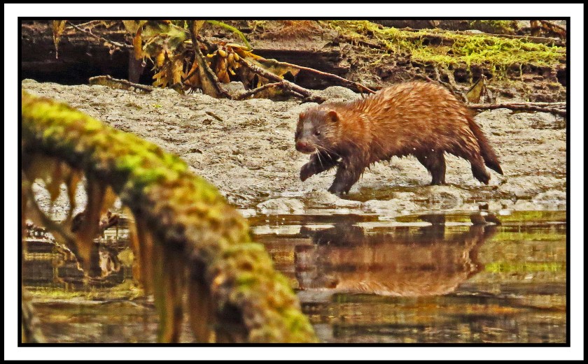 NashJul2017Mink-IMG_3858_edited-1