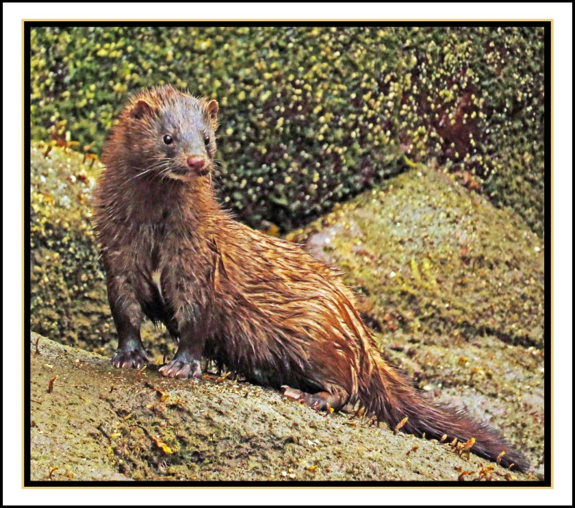 NashJul2017Mink-IMG_3868_edited-1