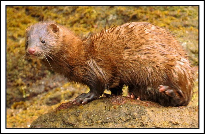 NashJul2017Mink-IMG_3878 copy 2