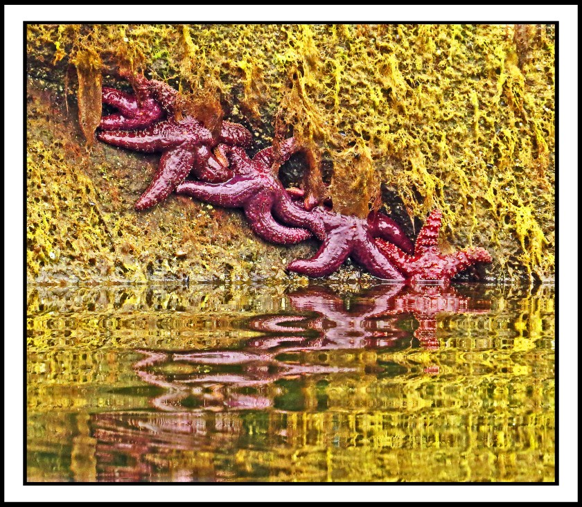 NashJul2017Starfish-IMG_3828_edited-1