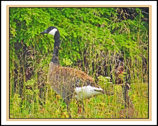 OceanFallsJu2017Honkers-IMG_2801_edited-1