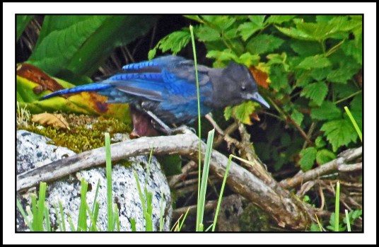 OceanFallsJul2017-IMG_2867_edited-1