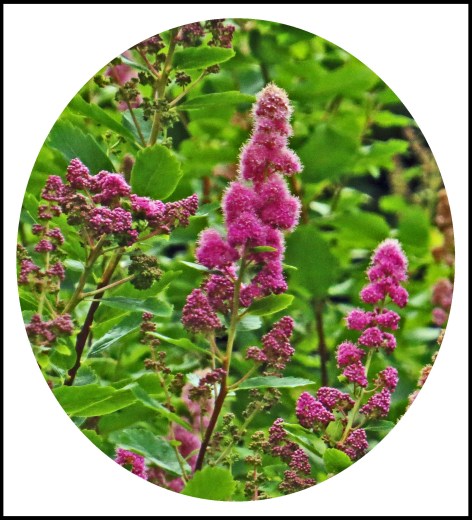 OceanFallsJul2017Flowers2