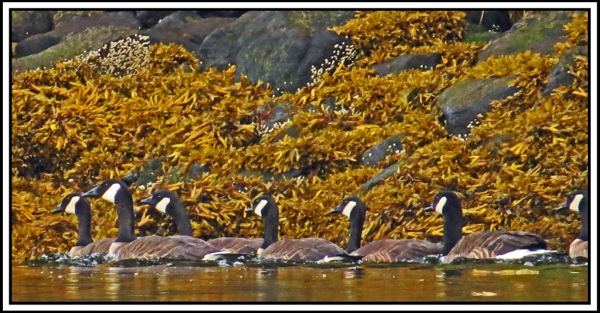 OceanFallsJul2017Honkers-IMG_2583