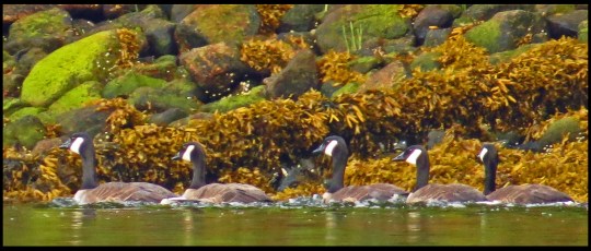 OceanFallsJul2017Honkers-IMG_2591_edited-1