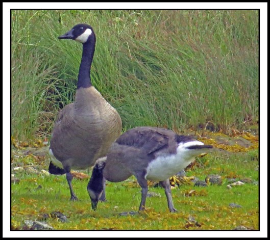 OceanFallsJul2017HonkersIMG_2735_edited-1