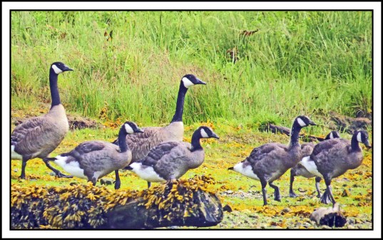 OceanFallsJul2017HonkersIMG_2750_edited-1