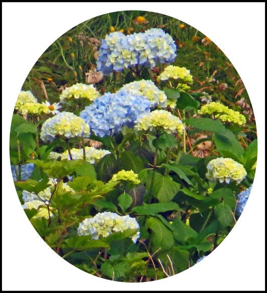 OceanFallsJul2017Hydrangeas2