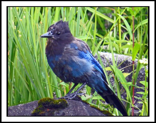 OceanFallsJul2017IMG_2885_edited-1