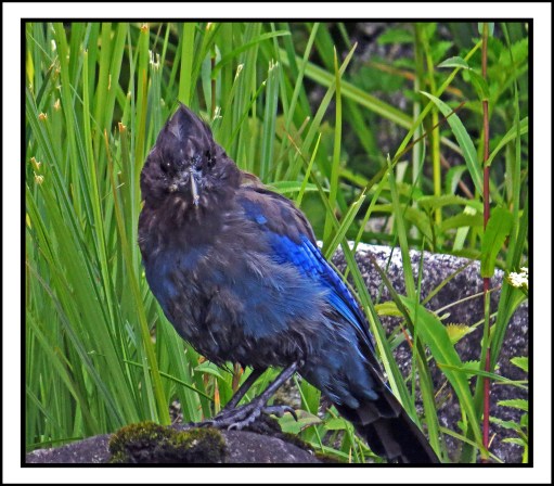 OceanFallsJul2017Stellar-IMG_2886_edited-1