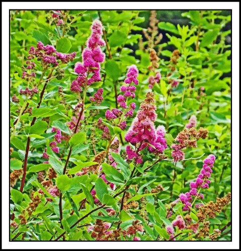 OceanFallsJull2017Flowers-1