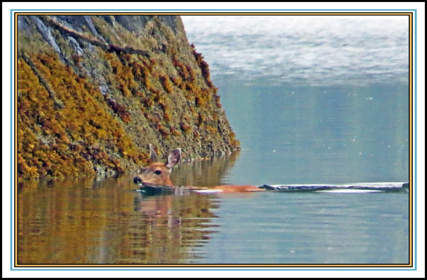 QuigleyAug2017Deer-IMG_7840_edited-1