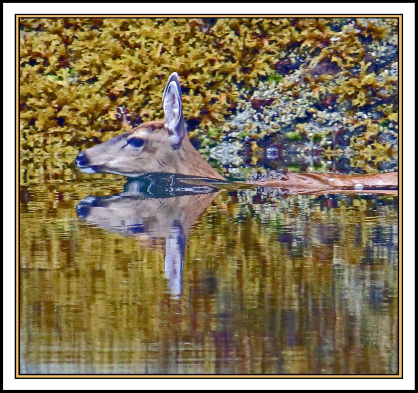 QuigleyAug2017Deer-IMG_7871_edited-1