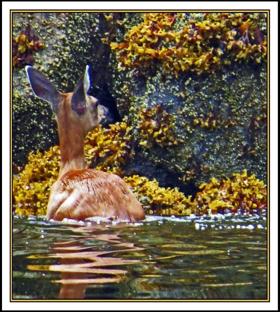 QuigleyAug2017Deer-IMG_7876_edited-1