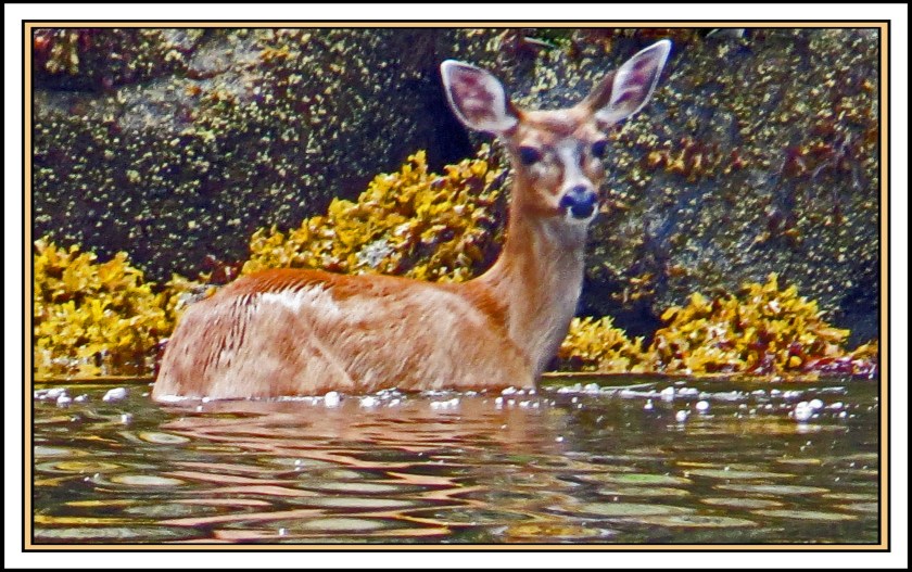 QuigleyAug2017Deer-IMG_7878_edited-1