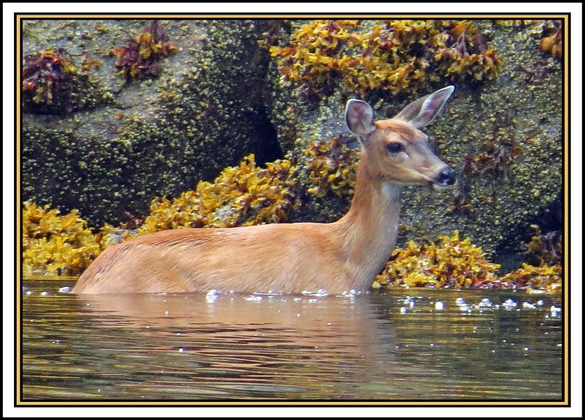 QuigleyAug2017Deer-IMG_7879_edited-1