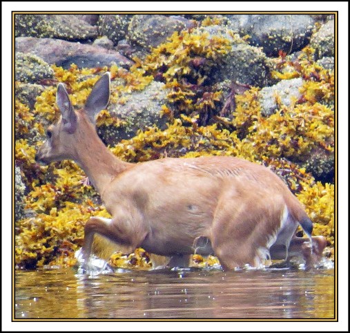 QuigleyAug2017Deer-IMG_7884_edited-1