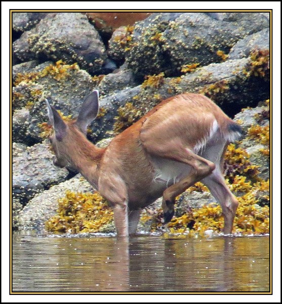 QuigleyAug2017Deer-IMG_7888_edited-1