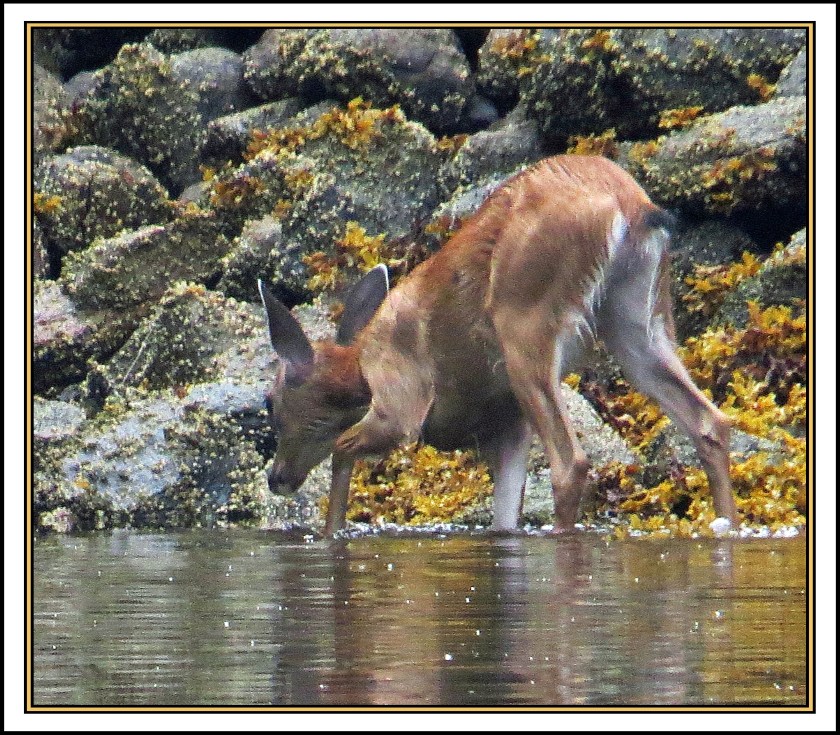 QuigleyAug2017Deer-IMG_7889_edited-1