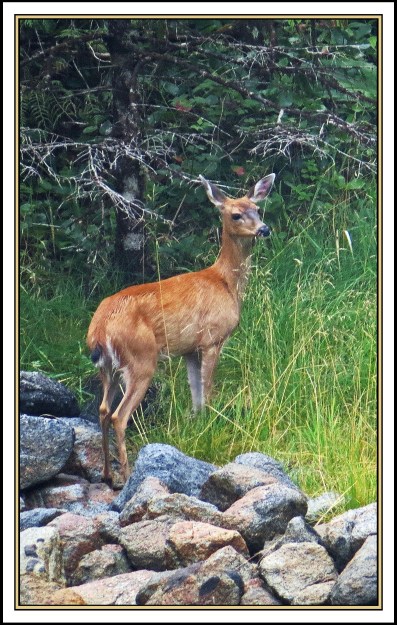 QuigleyAug2017Deer-IMG_7892 copy 2