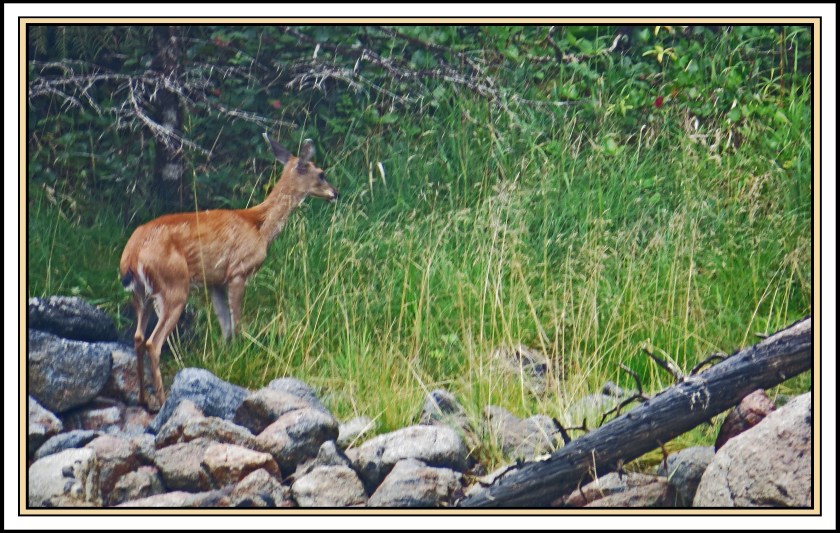 QuigleyAug2017Deer-IMG_7893_edited-1