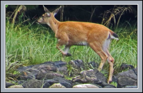 QuigleyAug2017Deer-IMG_9222 (1)_edited-1