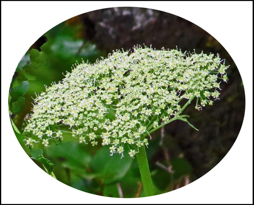 QuigleyAug2017Flower-1