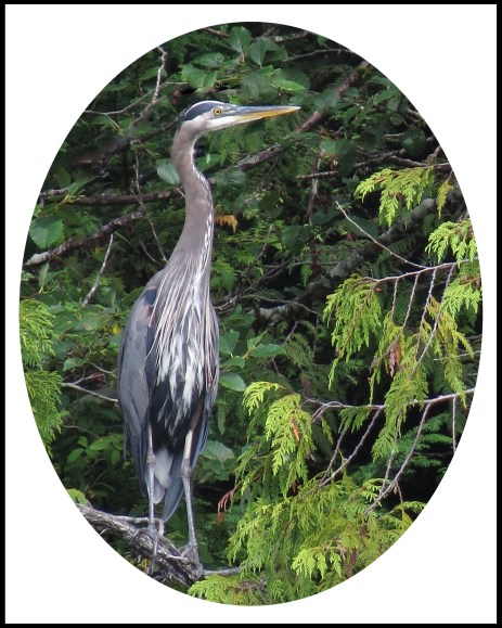 QuigleyAug2017Heron-34