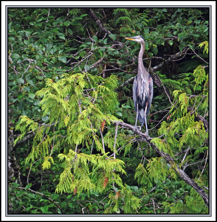 QuigleyAug2017Heron-IMG_9668 (1)_edited-2