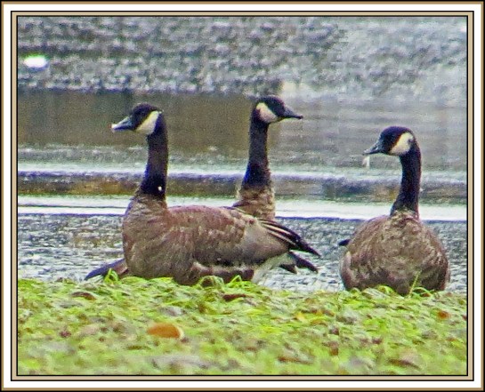 QuigleyAug2017Honkers-IMG_8987 (1)_edited-1
