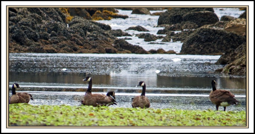QuigleyAug2017Honkers-IMG_8993 (1)_edited-1