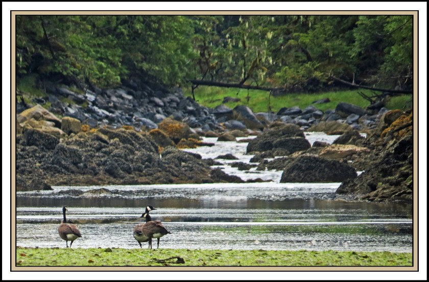 QuigleyAug2017Honkers-IMG_9045 (1)_edited-1