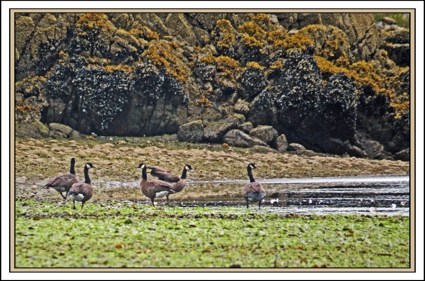QuigleyAug2017Honkers-IMG_9057 (1)_edited-1