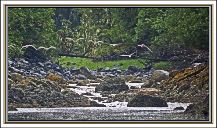 QuigleyAug2017Honkers-IMG_9105_edited-1
