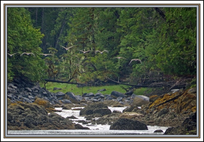 QuigleyAug2017Honkers-IMG_9108 (1)_edited-1