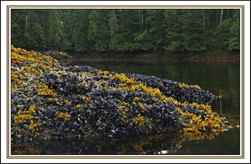 QuigleyAug2017Kelp-IMG_9579 (1)_edited-1