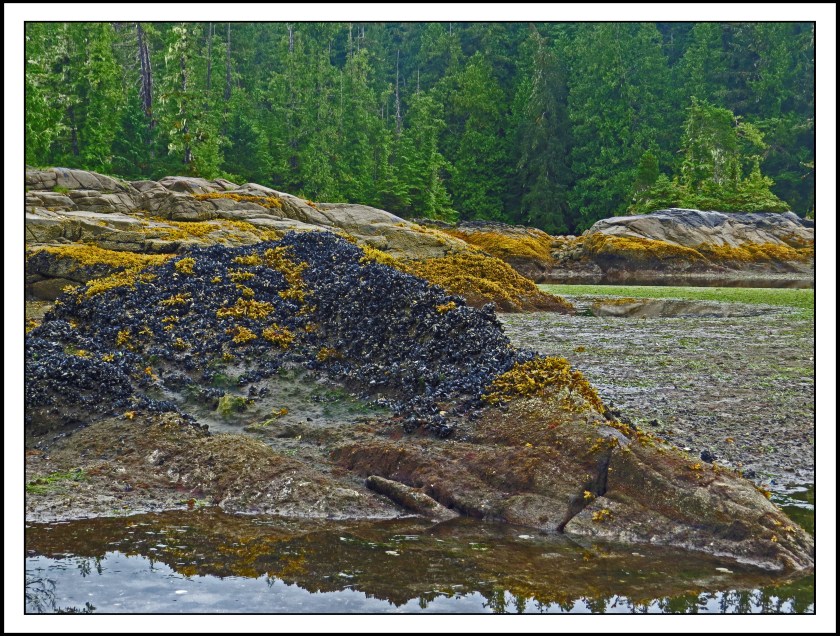 QuigleyAug2017Lowtide-IMG_9099 (1)_edited-1