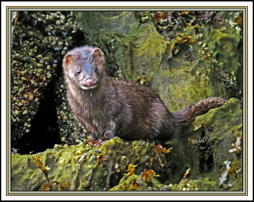 QuigleyAug2017Mink-IMG_9399 (1)_edited-2.jpg