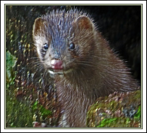 QuigleyAug2017Mink-IMG_9407 (1)_edited-2