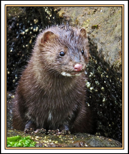 QuigleyAug2017Mink-IMG_9429_edited-1