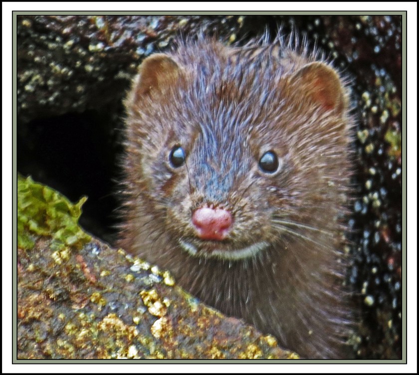 QuigleyAug2017Mink-IMG_9443 (1)_edited-1